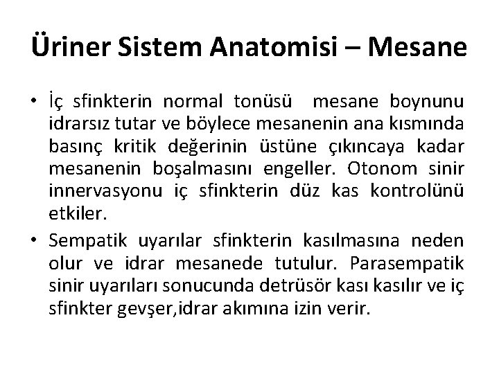 Üriner Sistem Anatomisi – Mesane • İç sfinkterin normal tonüsü mesane boynunu idrarsız tutar