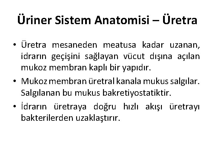 Üriner Sistem Anatomisi – Üretra • Üretra mesaneden meatusa kadar uzanan, idrarın geçişini sağlayan