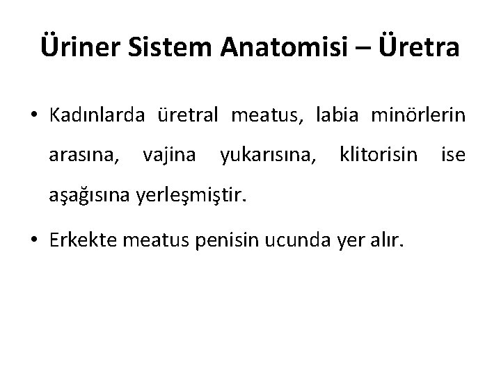 Üriner Sistem Anatomisi – Üretra • Kadınlarda üretral meatus, labia minörlerin arasına, vajina yukarısına,