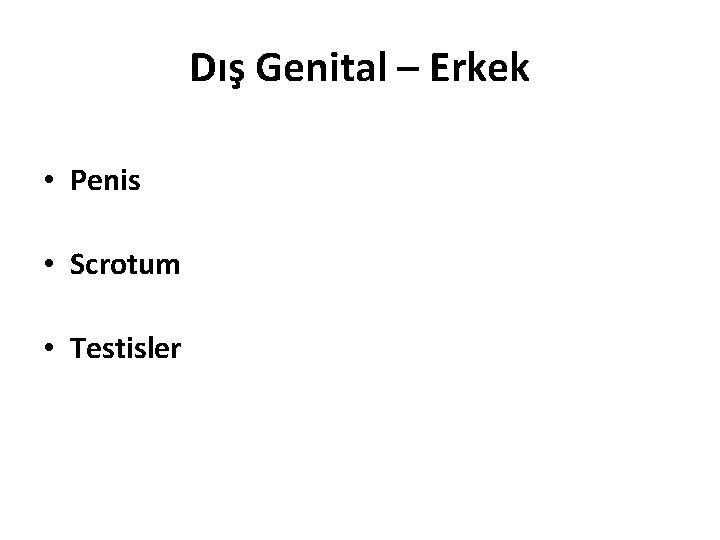 Dış Genital – Erkek • Penis • Scrotum • Testisler 