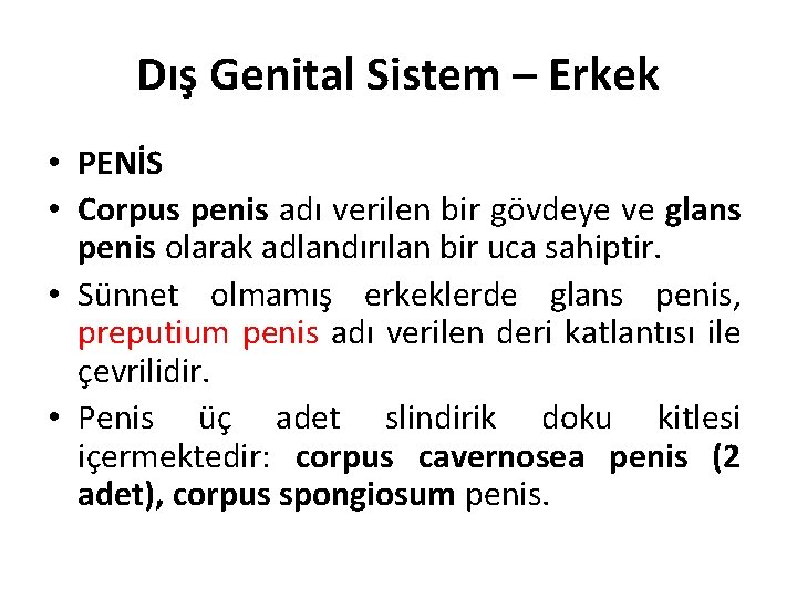 Dış Genital Sistem – Erkek • PENİS • Corpus penis adı verilen bir gövdeye