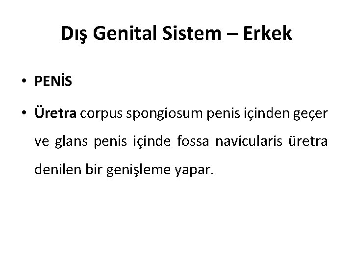 Dış Genital Sistem – Erkek • PENİS • Üretra corpus spongiosum penis içinden geçer