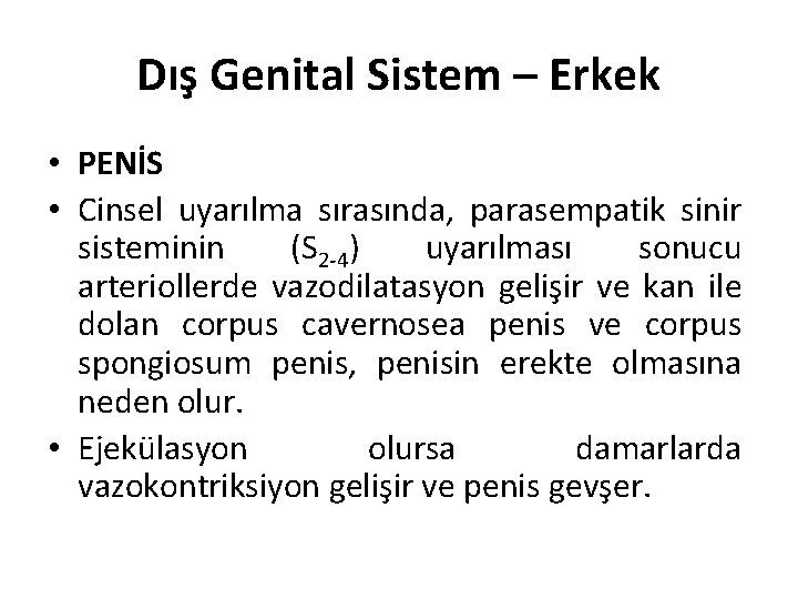 Dış Genital Sistem – Erkek • PENİS • Cinsel uyarılma sırasında, parasempatik sinir sisteminin