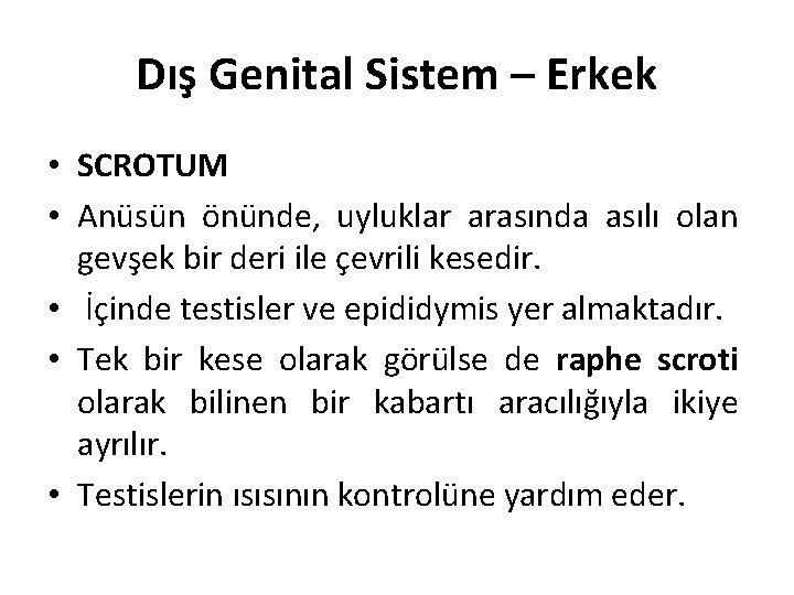 Dış Genital Sistem – Erkek • SCROTUM • Anüsün önünde, uyluklar arasında asılı olan