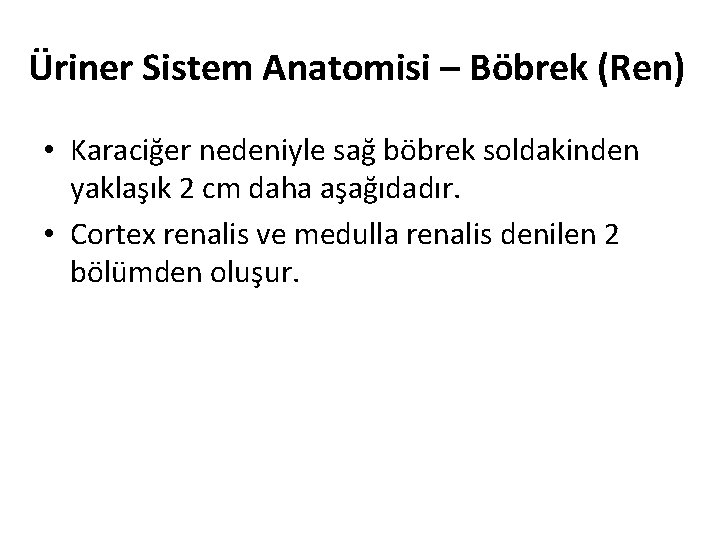 Üriner Sistem Anatomisi – Böbrek (Ren) • Karaciğer nedeniyle sağ böbrek soldakinden yaklaşık 2