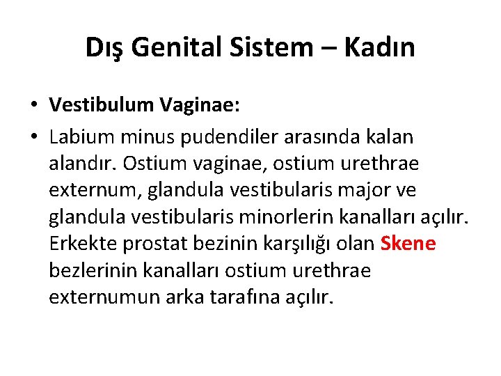 Dış Genital Sistem – Kadın • Vestibulum Vaginae: • Labium minus pudendiler arasında kalandır.