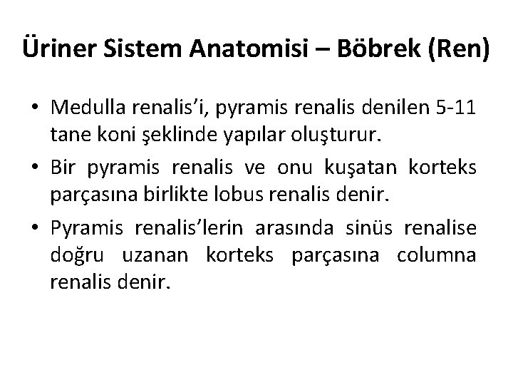 Üriner Sistem Anatomisi – Böbrek (Ren) • Medulla renalis’i, pyramis renalis denilen 5 -11