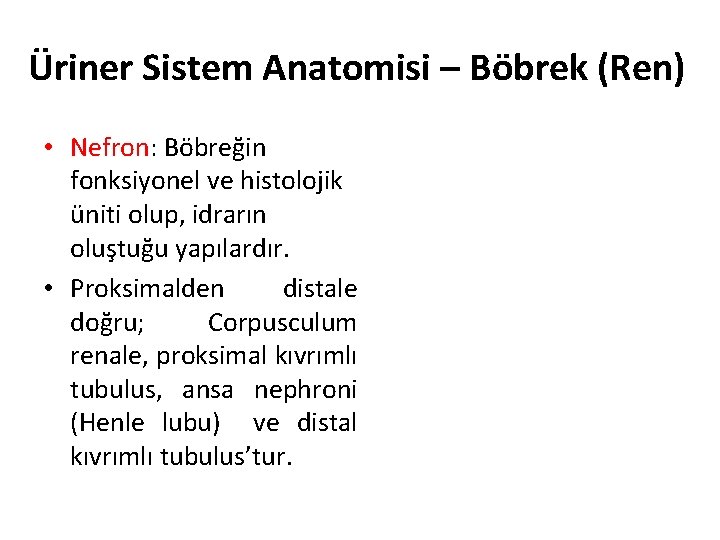 Üriner Sistem Anatomisi – Böbrek (Ren) • Nefron: Böbreğin fonksiyonel ve histolojik üniti olup,