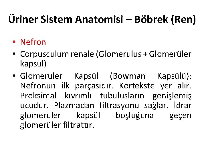 Üriner Sistem Anatomisi – Böbrek (Ren) • Nefron • Corpusculum renale (Glomerulus + Glomerüler