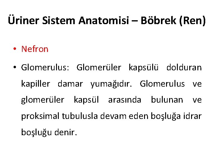 Üriner Sistem Anatomisi – Böbrek (Ren) • Nefron • Glomerulus: Glomerüler kapsülü dolduran kapiller