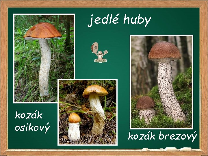 jedlé huby kozák osikový kozák brezový 