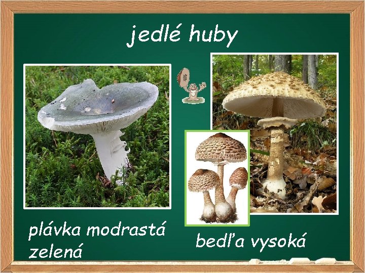 jedlé huby plávka modrastá zelená bedľa vysoká 