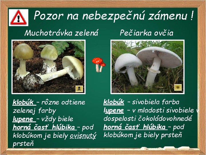 Pozor na nebezpečnú zámenu ! Muchotrávka zelená klobúk – rôzne odtiene zelenej farby lupene