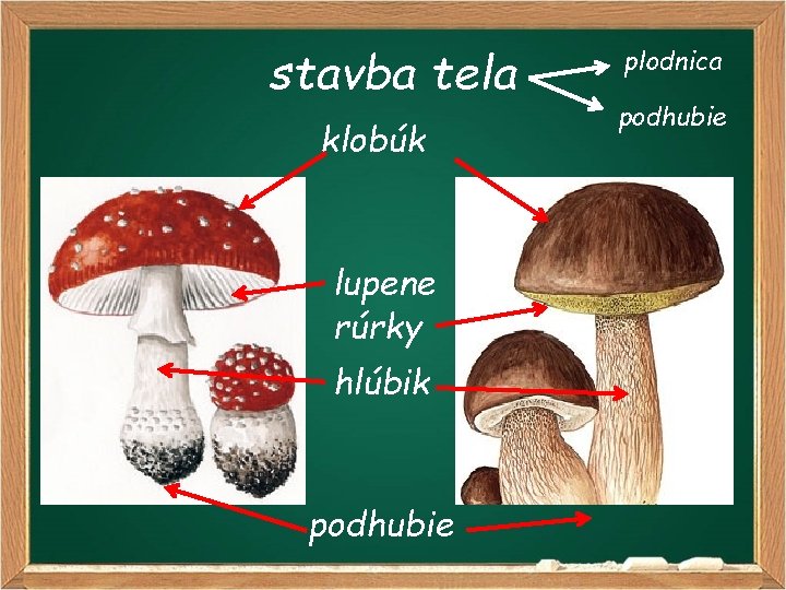 stavba tela klobúk lupene rúrky hlúbik podhubie plodnica podhubie 