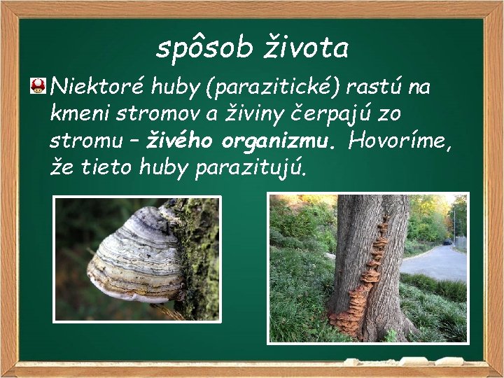 spôsob života Niektoré huby (parazitické) rastú na kmeni stromov a živiny čerpajú zo stromu