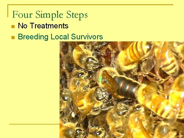 Four Simple Steps No Treatments Breeding Local Survivors 