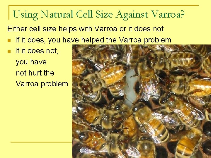 Using Natural Cell Size Against Varroa? Either cell size helps with Varroa or it