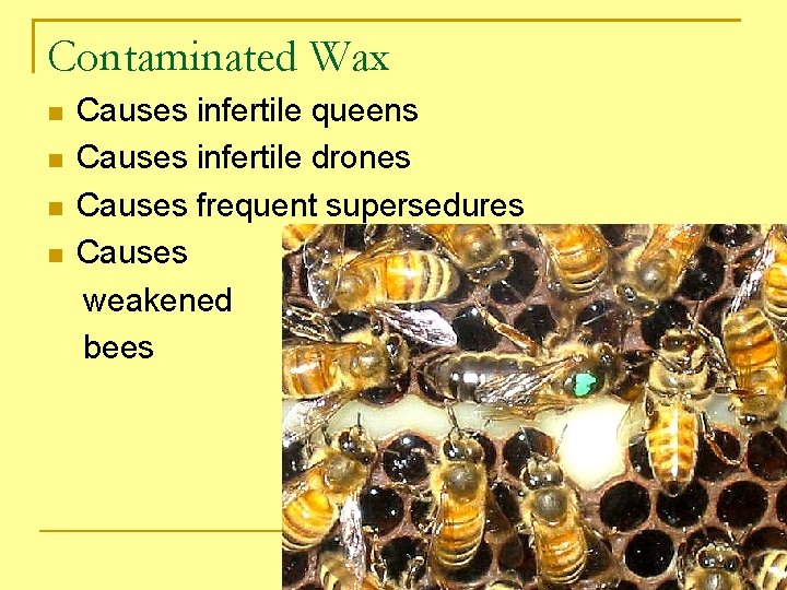 Contaminated Wax Causes infertile queens Causes infertile drones Causes frequent supersedures Causes weakened bees