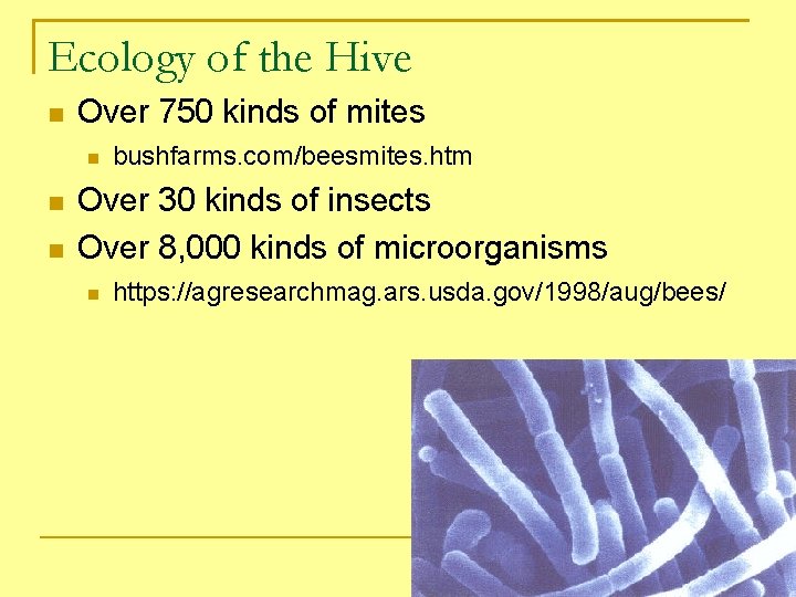 Ecology of the Hive Over 750 kinds of mites bushfarms. com/beesmites. htm Over 30