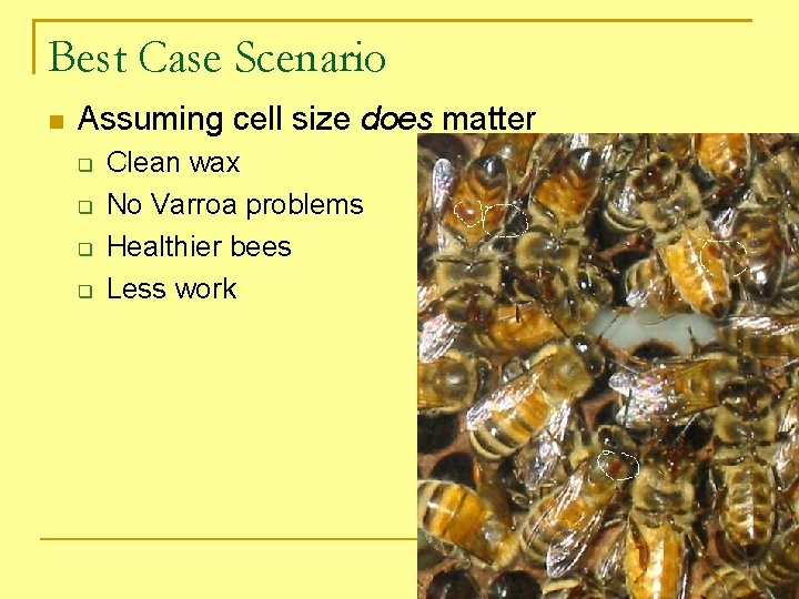 Best Case Scenario Assuming cell size does matter Clean wax No Varroa problems Healthier