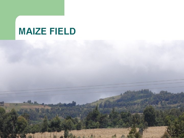 MAIZE FIELD 
