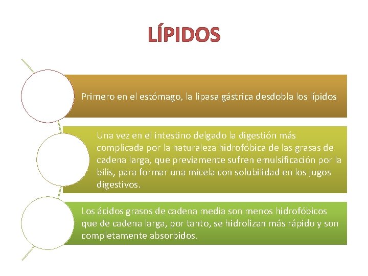 LÍPIDOS Primero en el estómago, la lipasa gástrica desdobla los lípidos Una vez en