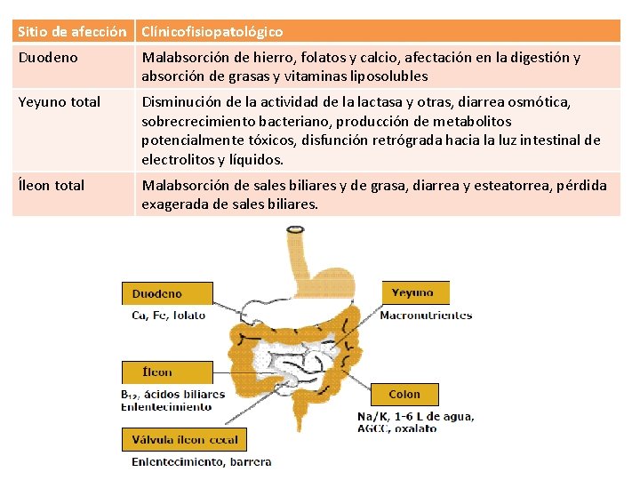 Sitio de afección Clínicofisiopatológico Duodeno Malabsorción de hierro, folatos y calcio, afectación en la