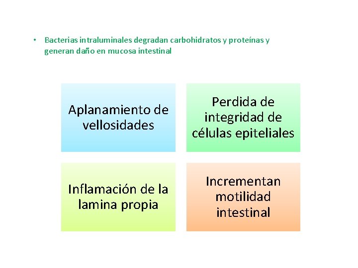  • Bacterias intraluminales degradan carbohidratos y proteínas y generan daño en mucosa intestinal