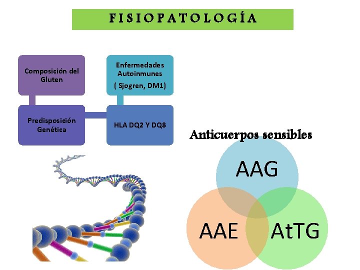 FISIOPATOLOGÍA Composición del Gluten Predisposición Genética Enfermedades Autoinmunes ( Sjogren, DM 1) HLA DQ