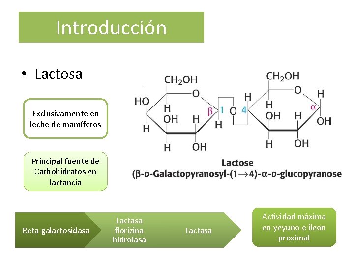 Introducción • Lactosa Exclusivamente en leche de mamíferos Principal fuente de Carbohidratos en lactancia