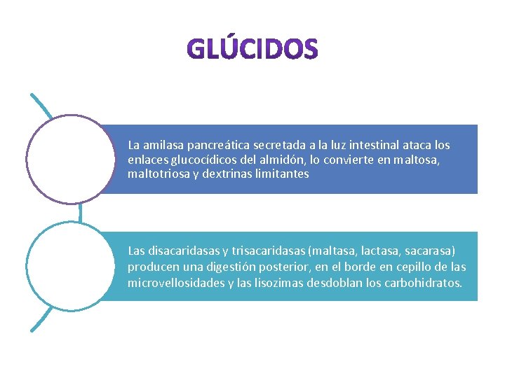 La amilasa pancreática secretada a la luz intestinal ataca los enlaces glucocídicos del almidón,
