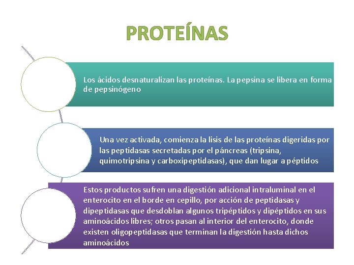 PROTEÍNAS Los ácidos desnaturalizan las proteínas. La pepsina se libera en forma de pepsinógeno