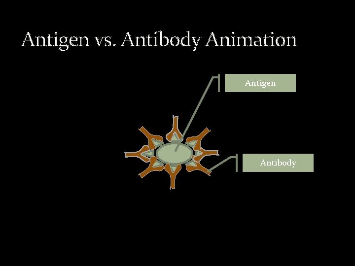 Antigen vs. Antibody Animation Antigen Antibody 