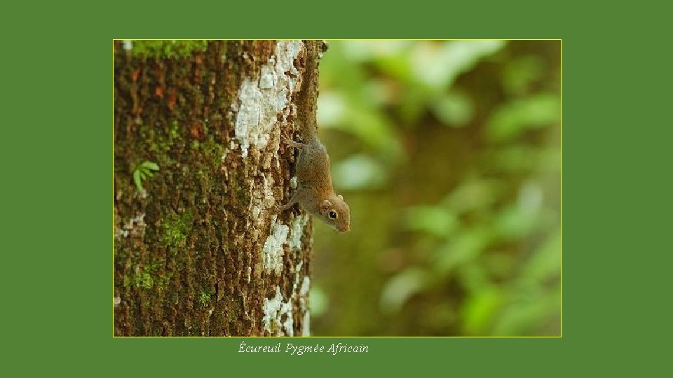 Écureuil Pygmée Africain 
