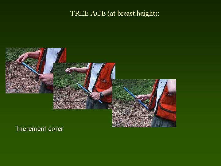 TREE AGE (at breast height): Increment corer 