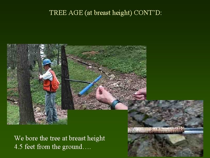 TREE AGE (at breast height) CONT’D: We bore the tree at breast height 4.