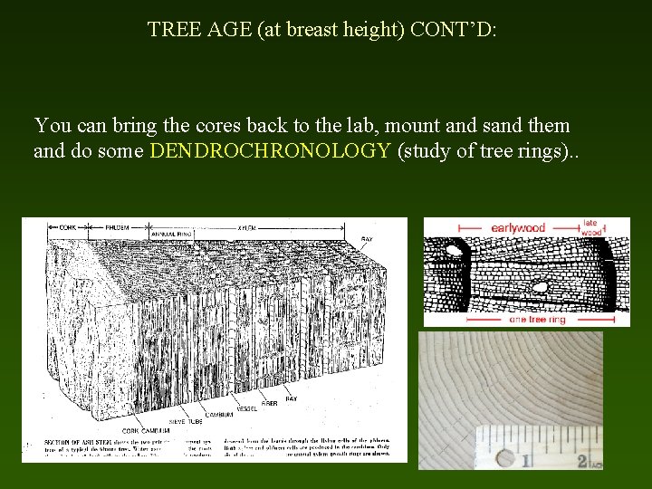 TREE AGE (at breast height) CONT’D: You can bring the cores back to the