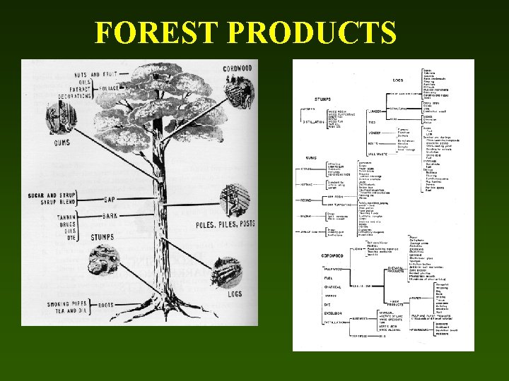 FOREST PRODUCTS 