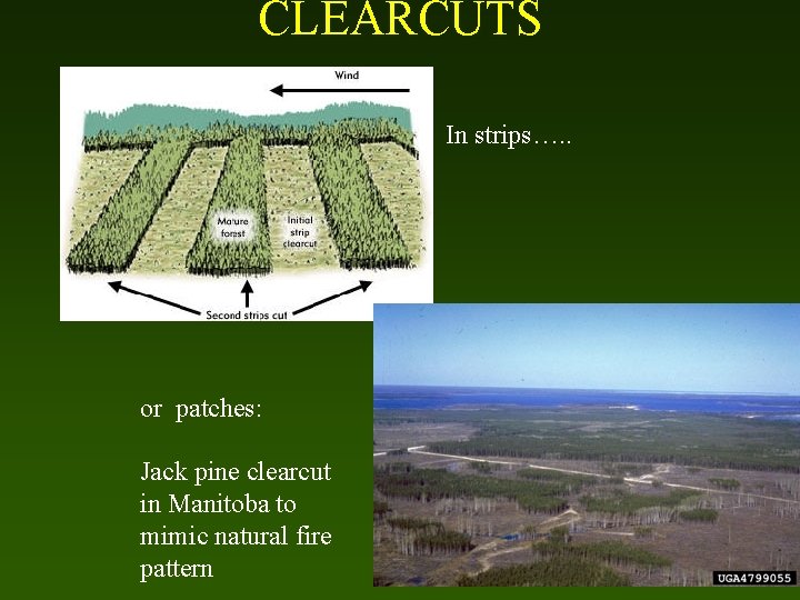 CLEARCUTS In strips…. . or patches: Jack pine clearcut in Manitoba to mimic natural