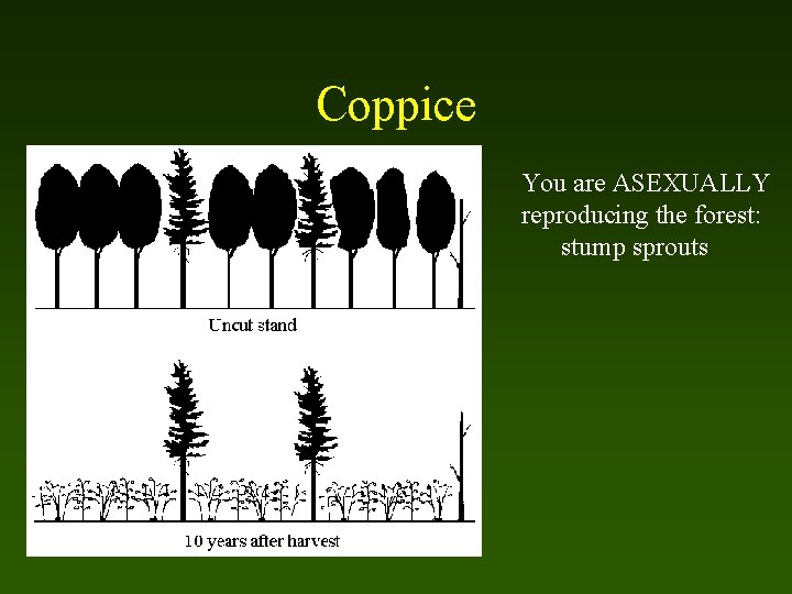 Coppice You are ASEXUALLY reproducing the forest: stump sprouts 