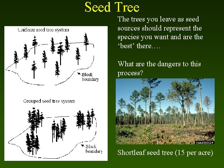 Seed Tree The trees you leave as seed sources should represent the species you