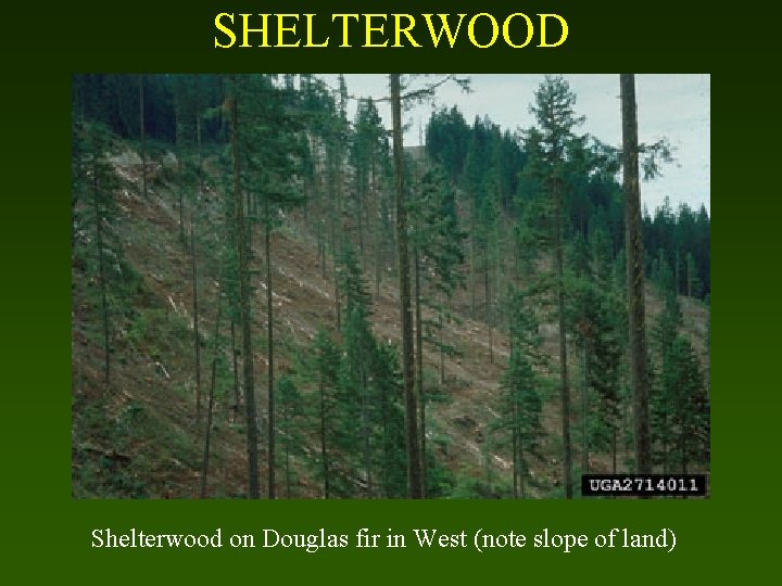 SHELTERWOOD Shelterwood on Douglas fir in West (note slope of land) 