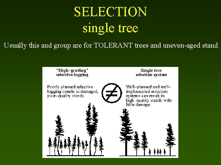 SELECTION single tree Usually this and group are for TOLERANT trees and uneven-aged stand