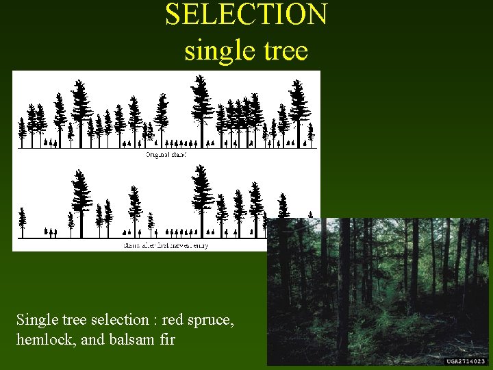 SELECTION single tree Single tree selection : red spruce, hemlock, and balsam fir 