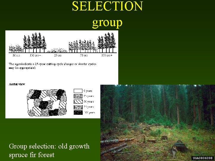 SELECTION group Group selection: old growth spruce fir forest 