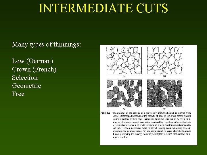 INTERMEDIATE CUTS Many types of thinnings: Low (German) Crown (French) Selection Geometric Free 