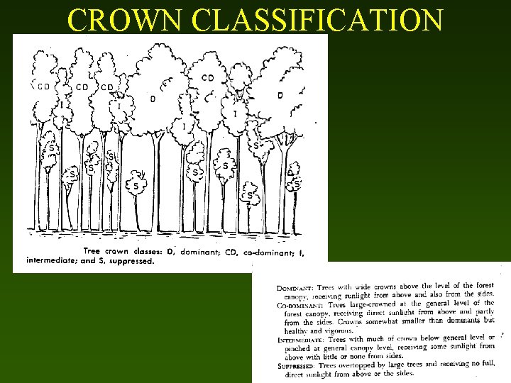 CROWN CLASSIFICATION 