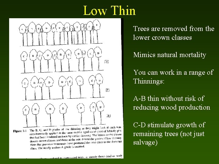 Low Thin Trees are removed from the lower crown classes Mimics natural mortality You