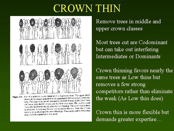 CROWN THIN Remove trees in middle and upper crown classes Most trees cut are