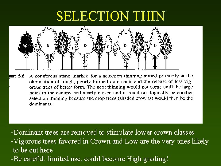 SELECTION THIN -Dominant trees are removed to stimulate lower crown classes -Vigorous trees favored